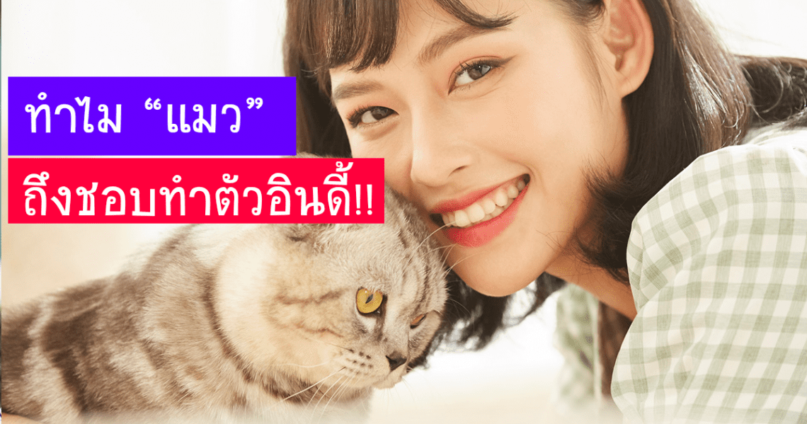 ทาสแมวควรรู้ใจ “ทำไมแมวแสนรักของคุณถึงชอบทำตัวอินดี้?”