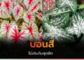 บอนสี