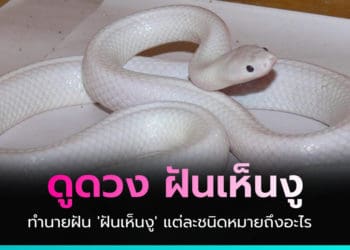 ดูดวง "ฝันเห็นงู" แต่ละชนิด