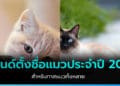 เทรนด์ ตั้งชื่อแมว ประจำปี 2022