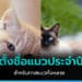 เทรนด์ ตั้งชื่อแมว ประจำปี 2022