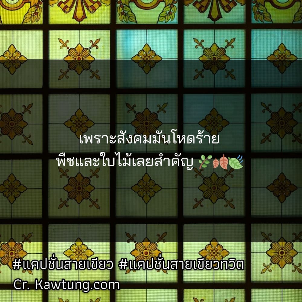 แคปชั่นสายเขียว แคปชั่นสายเขียวทวิต เพราะสังคมมันโหดร้าย พืชและใบไม้เลยสำคัญ 🌿🍂🍃