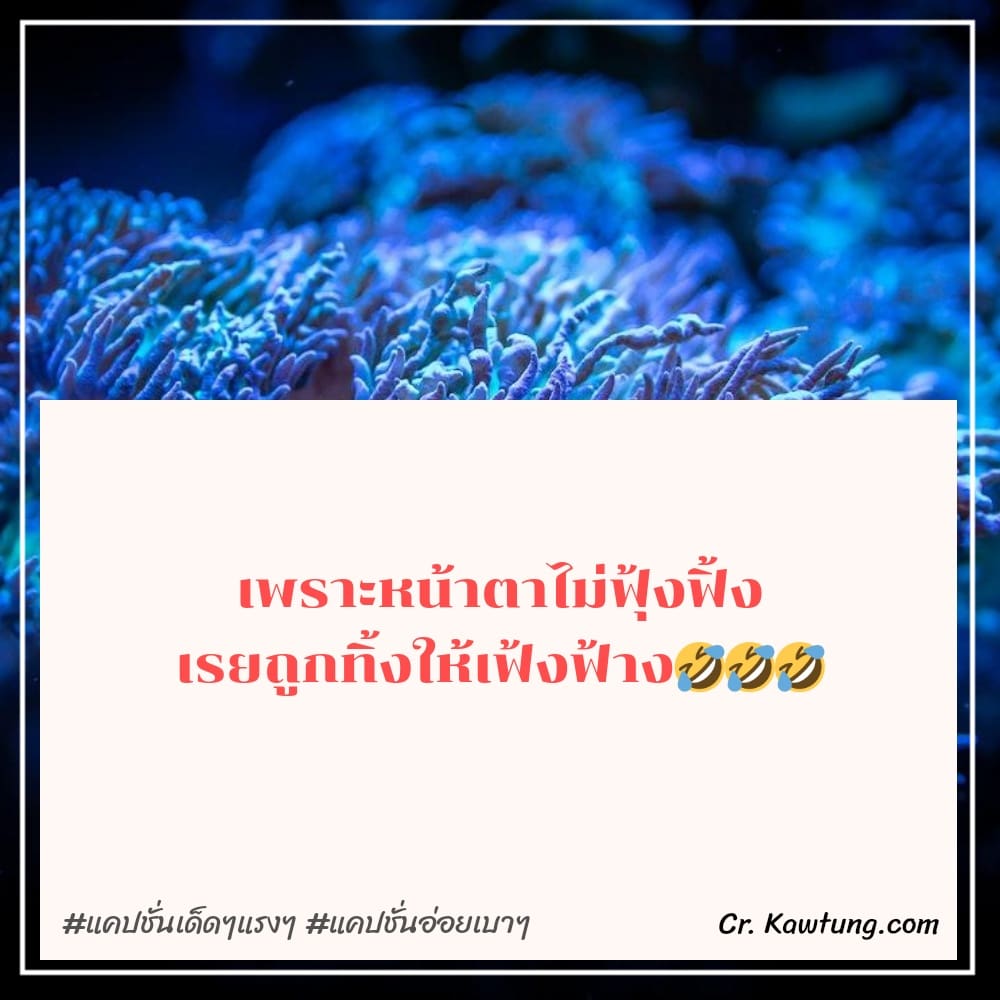 เพราะหน้าตาไม่ฟุ้งฟิ้ง เรยถูกทิ้งให้เฟ้งฟ้าง🤣🤣🤣