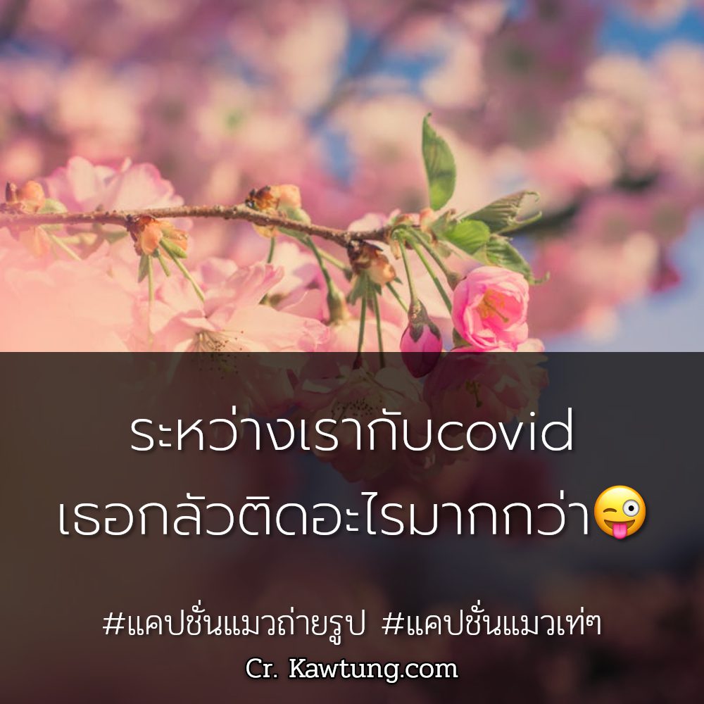 🏩 แคปชั่นเกี่ยวกับแมวเหมียว