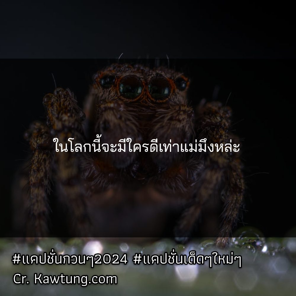 🍆 แคปชั่นล่าสุดวันนี้ แคปชั่น2024 จากแฟนเพจ