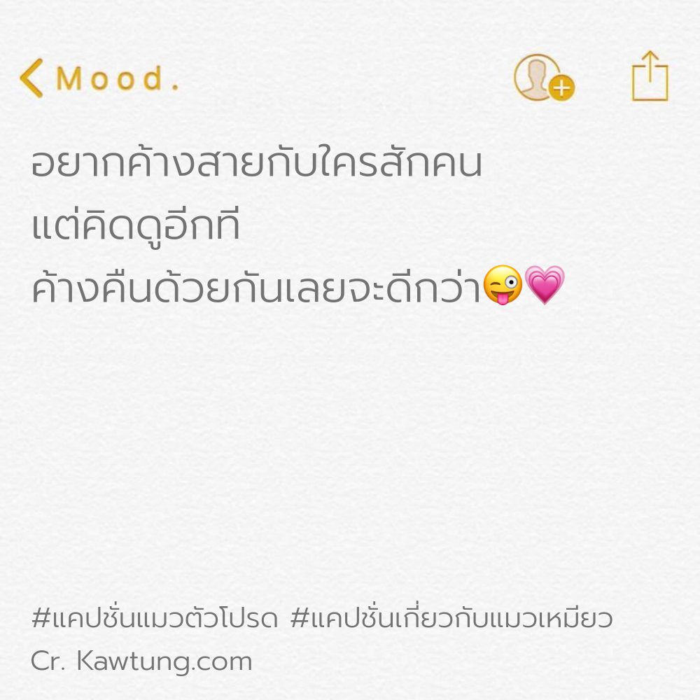 🎫 แคปชั่นแมวตัวโปรด แคปชั่นแมวเท่ๆ